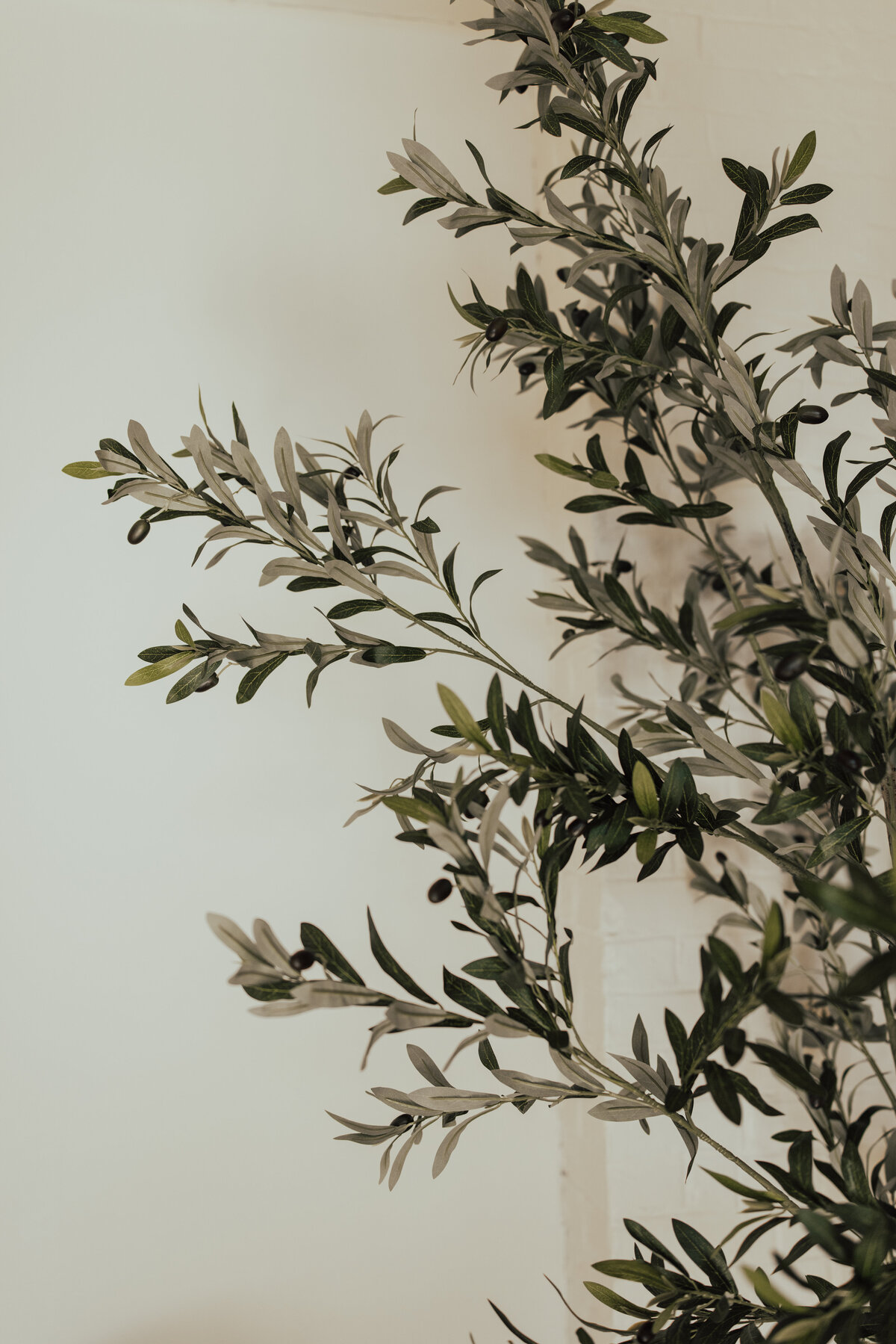 Foliage on a cream white wall
