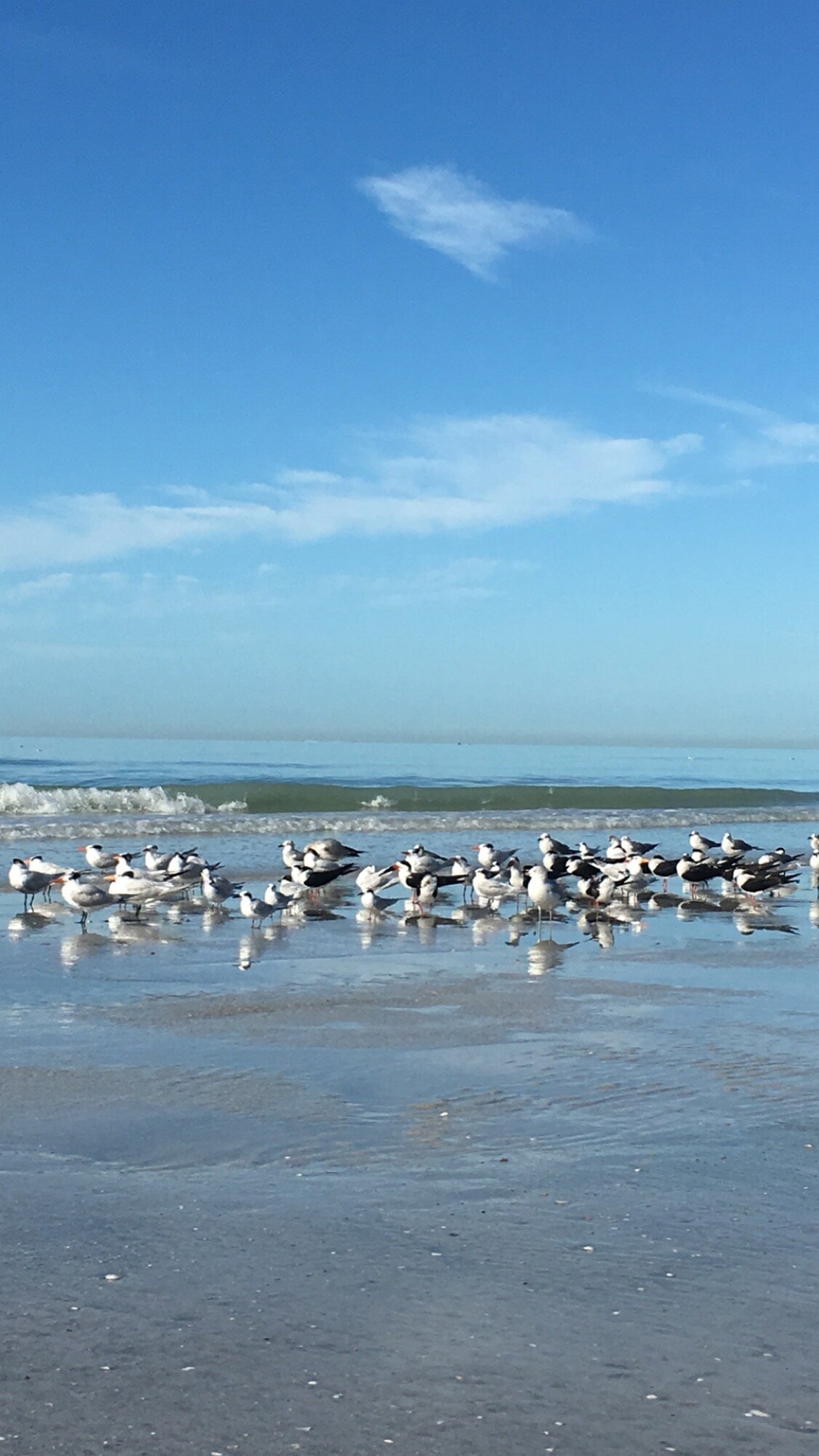 Cheydrea_Birds on the Beach