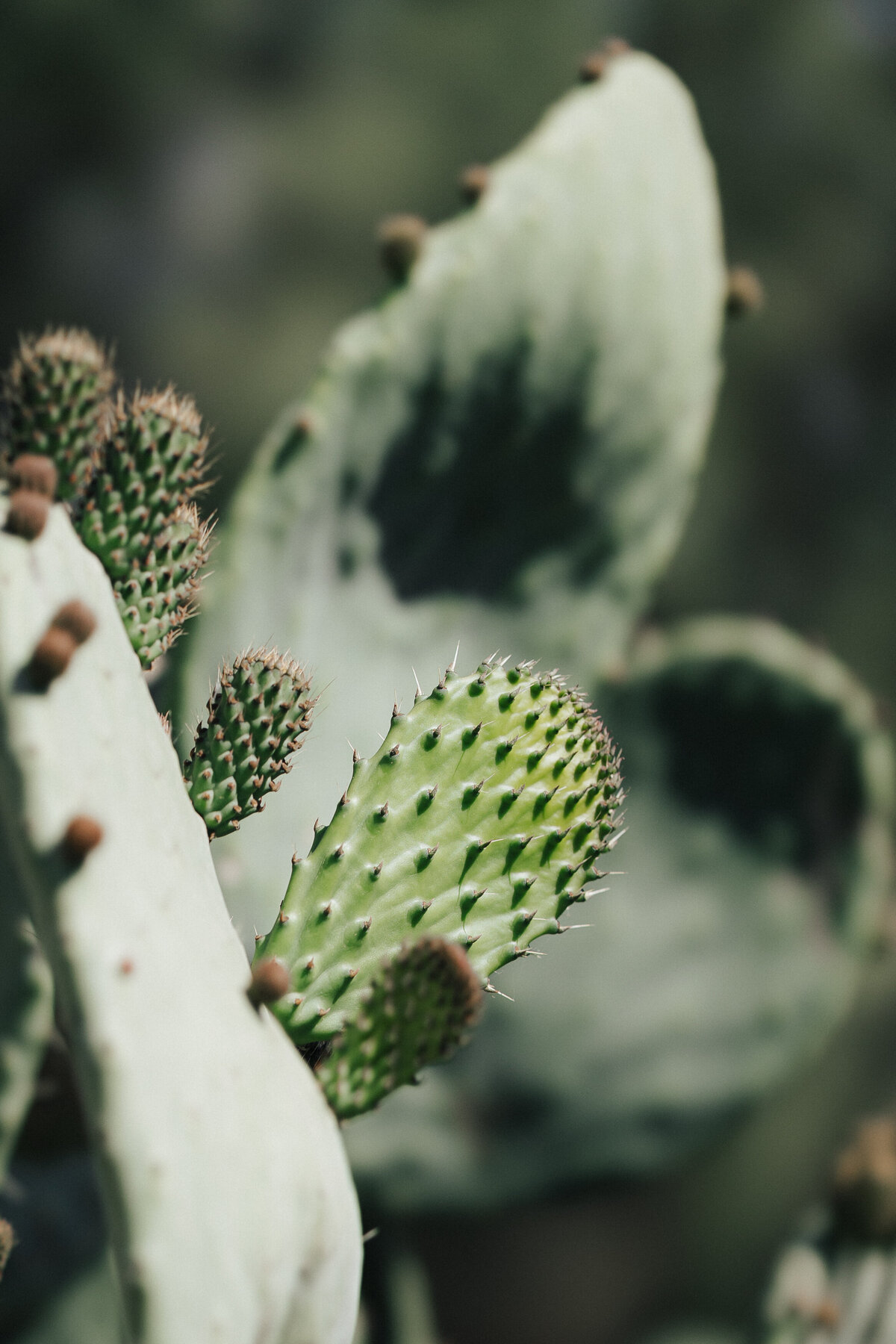 hochzeitsfotografie-mallorca-detail