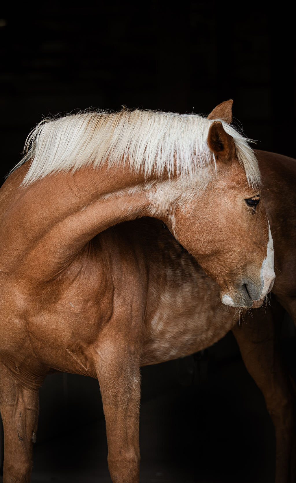 20230605_kya-photography-equestrian-photographer_0016
