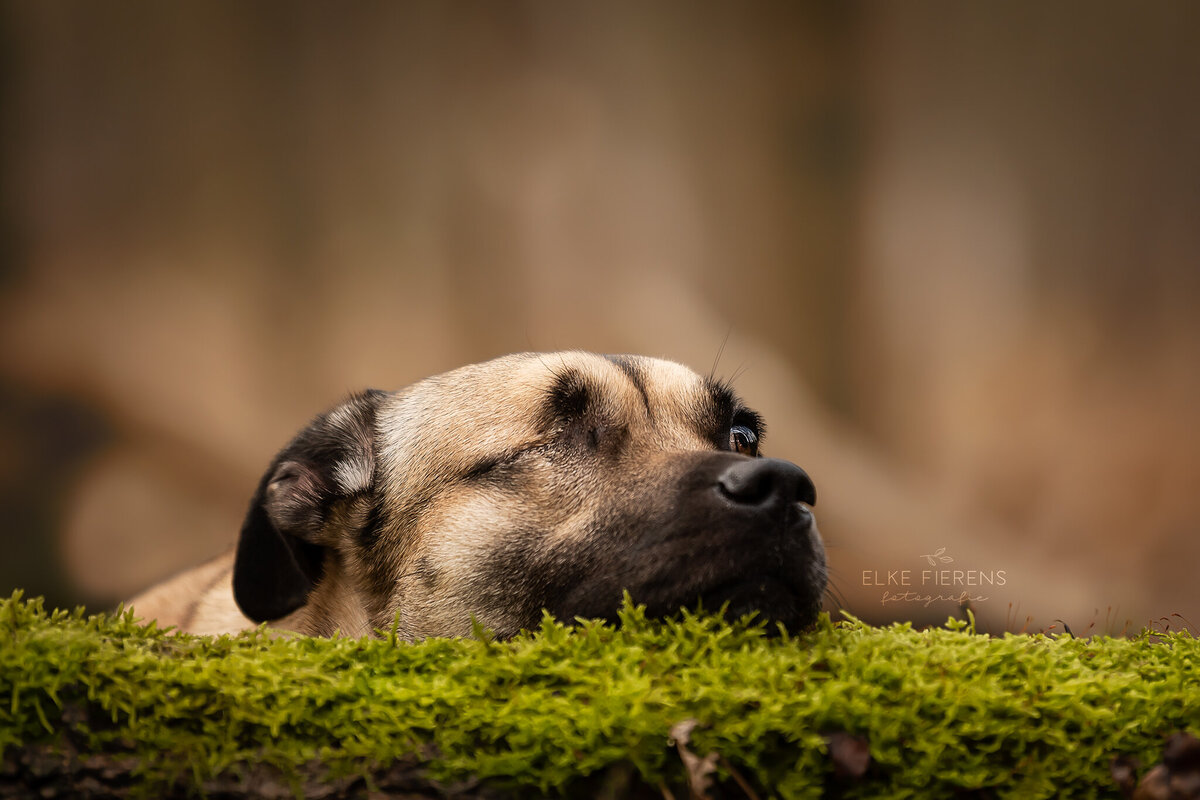 hondenfotograaf adoptiehond