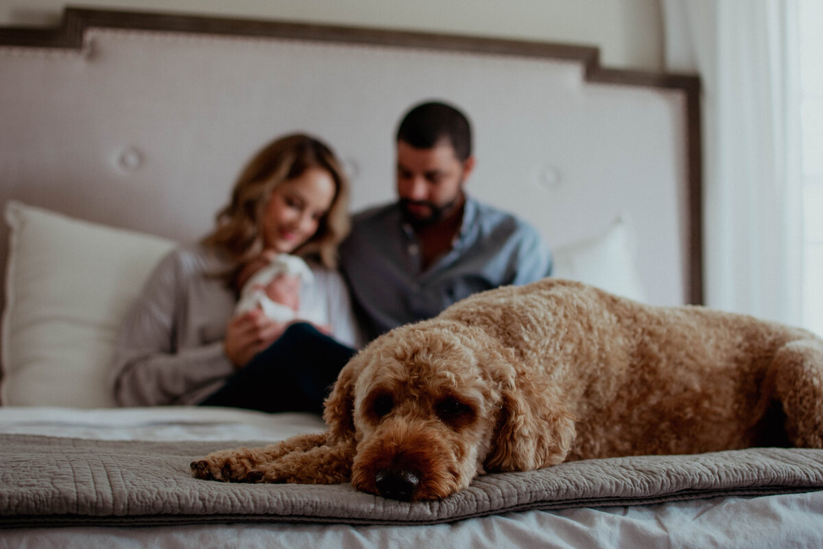 Close up photo of a dog resting in bed with his family behind him with the newborn baby during  in Chicago, IL