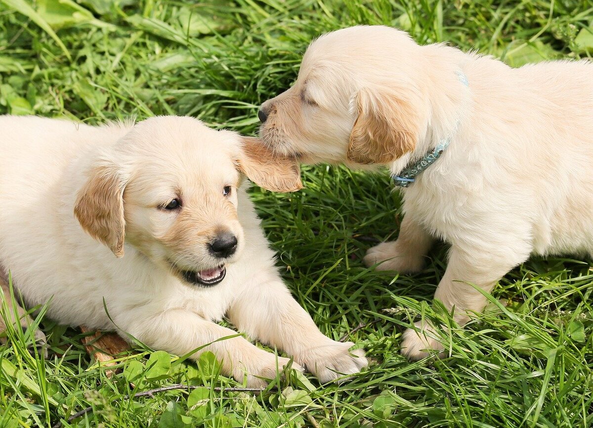 dogs-1210323_1280