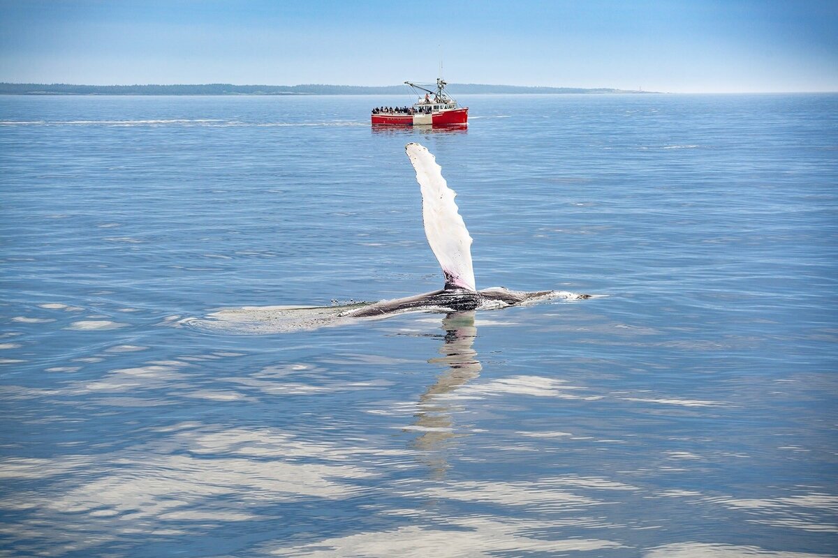 whale-watching-elopement-nova-scotia