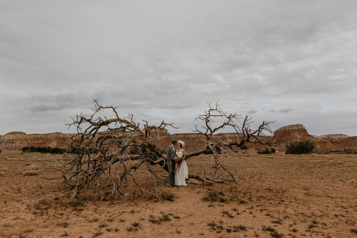 newlyweds posing  with a old dead tree in the desert