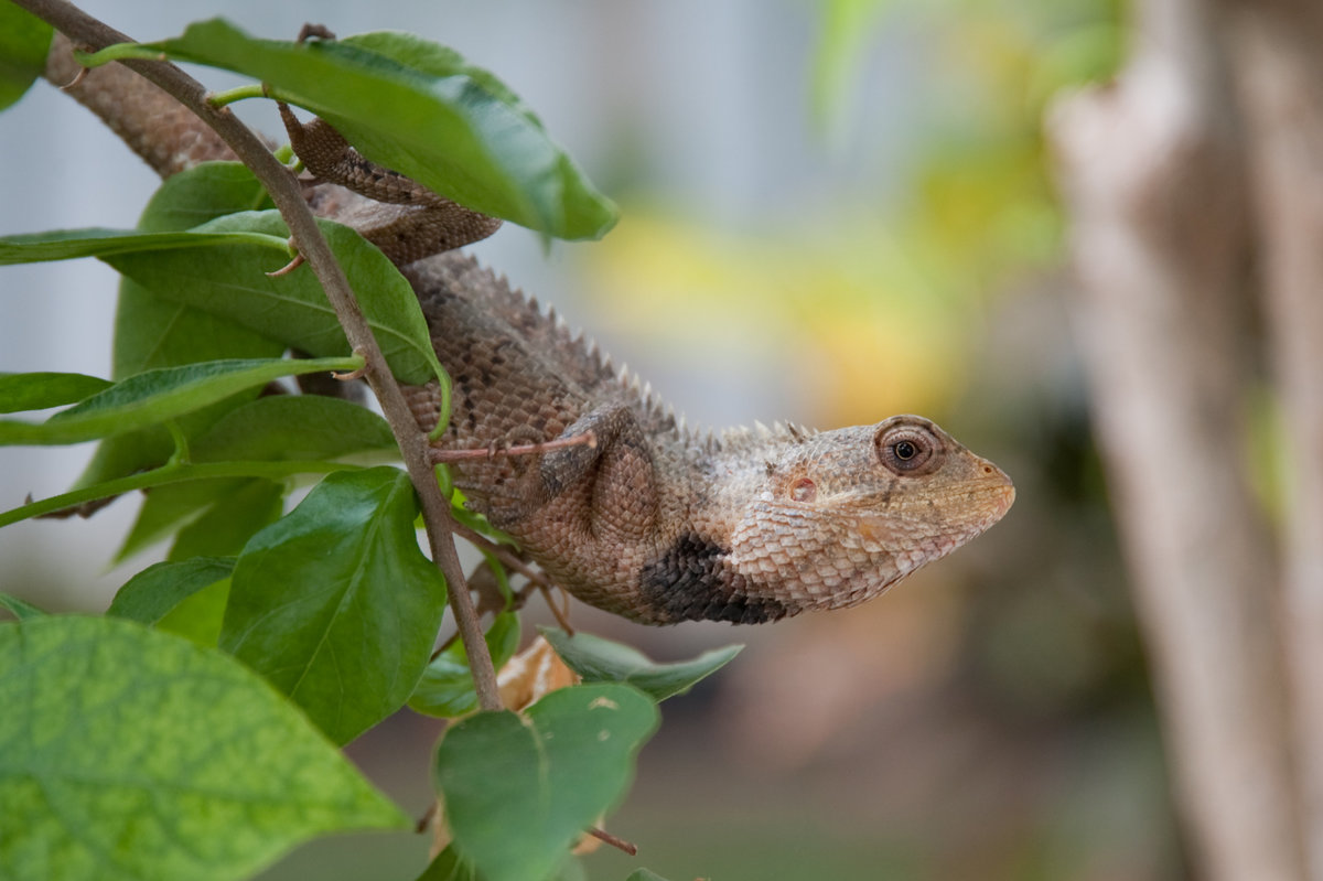 Commom Garden Lizard - Sri Lanka DSC_8762-1