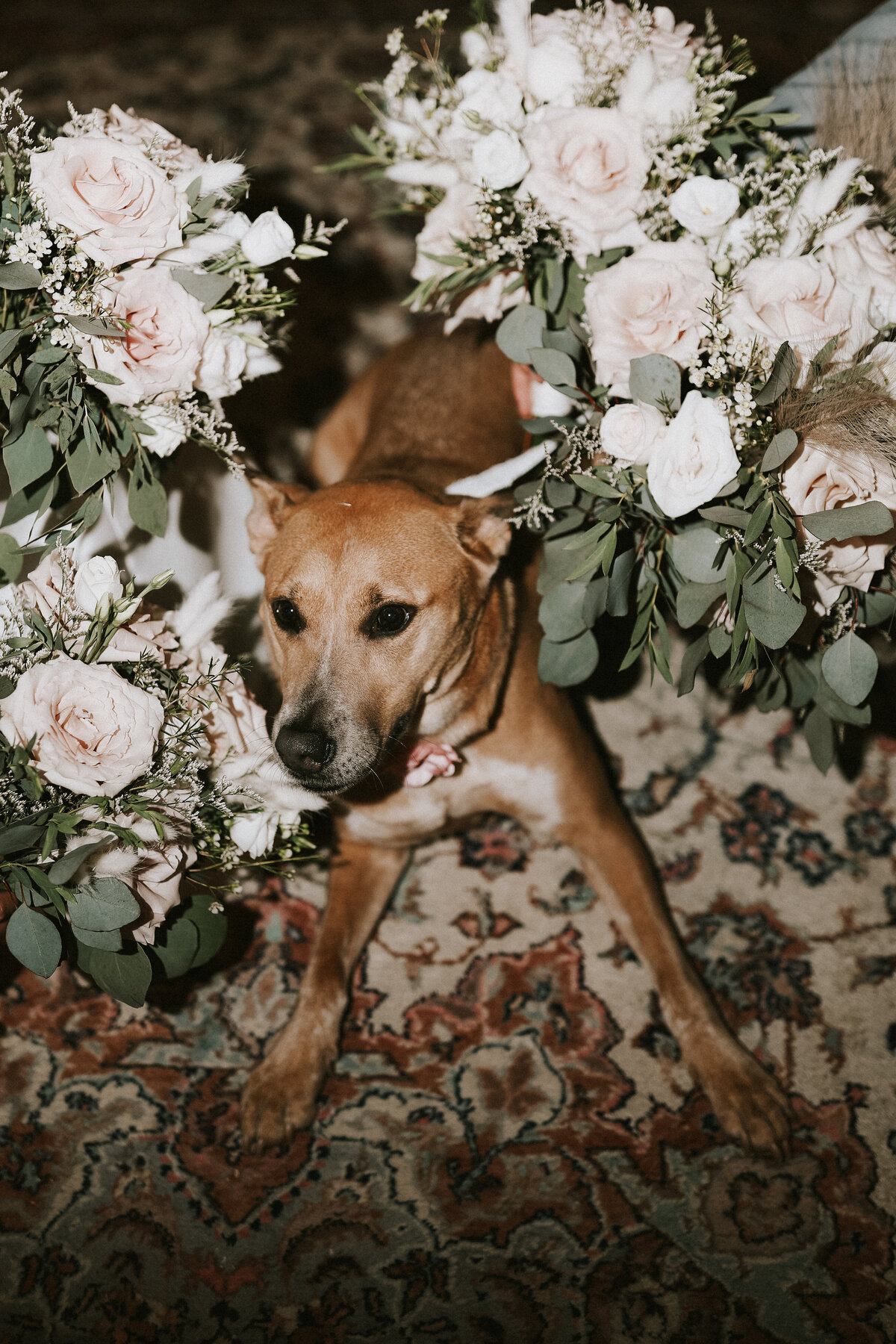 wedding-dog-portrait-with-flowers-connecticut-wedding