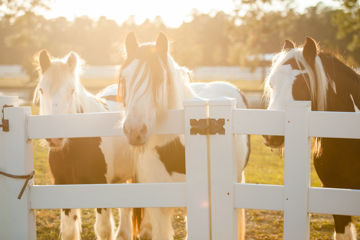 Ormond Beach horse photographer