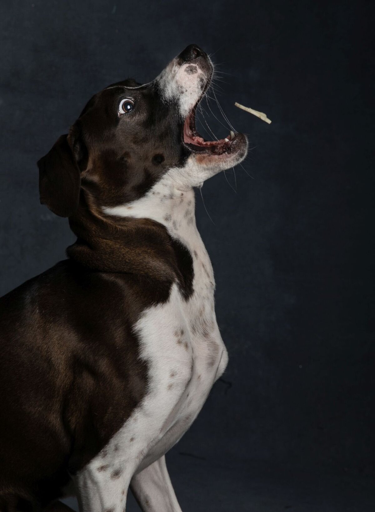lilla-bordas-portraits-tampa-DOG-photographer1308_2
