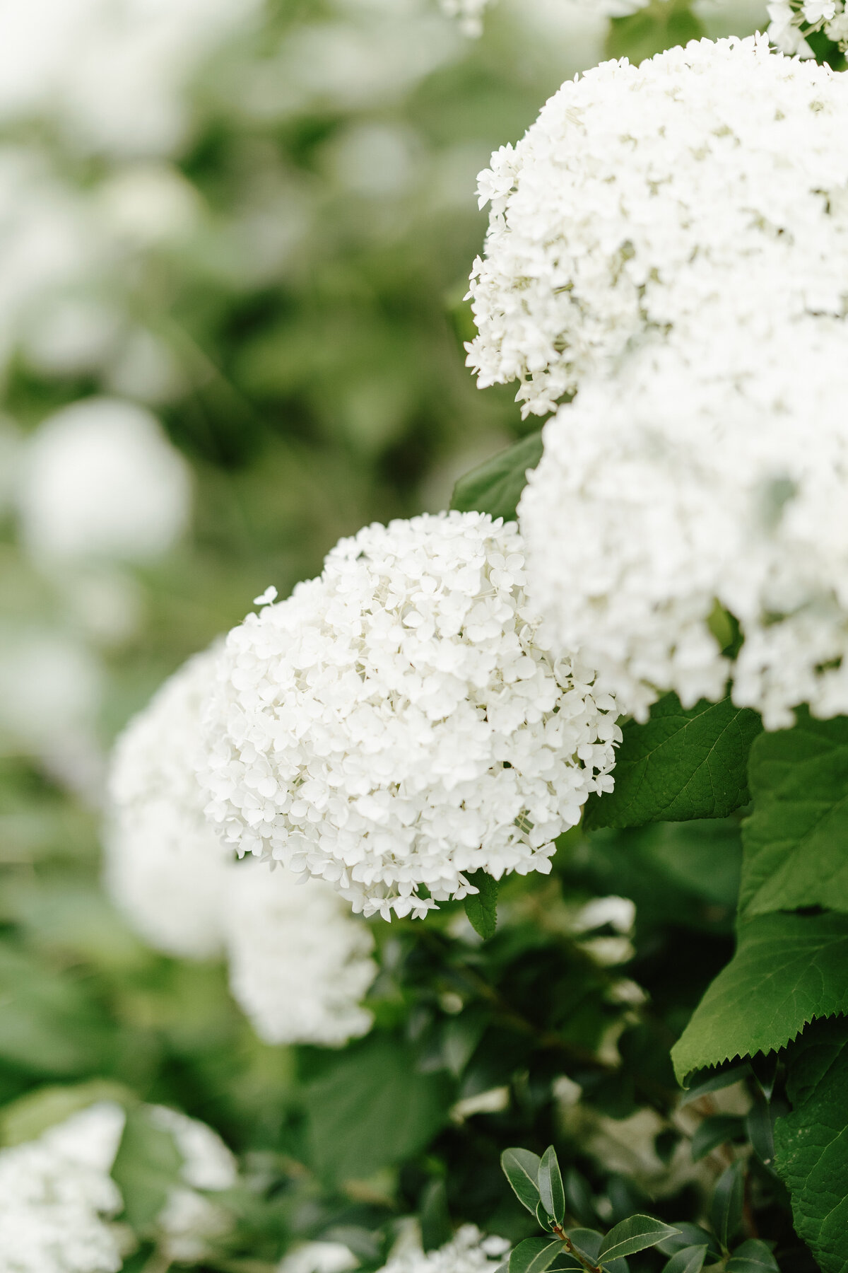 Chloe-Ely-Photography-Nick-Luke-Previews-1_Wizz & Wild Wedding Florals