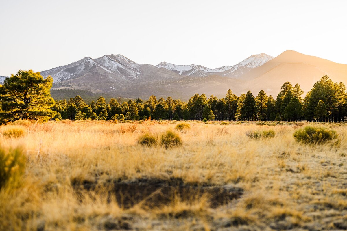 Flagstaff mountains San Fransisco Peaks with pine trees and golden sunlight to the right 