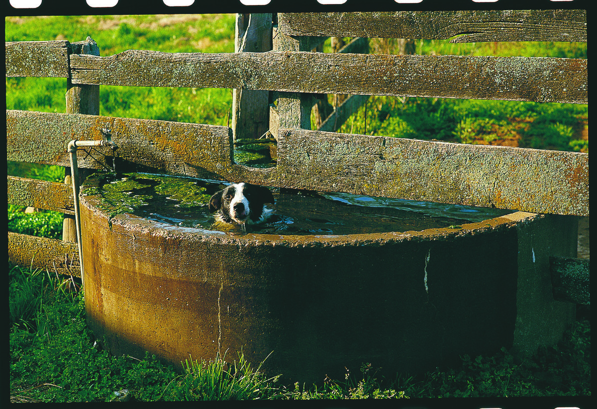 6 Dog in the Trough