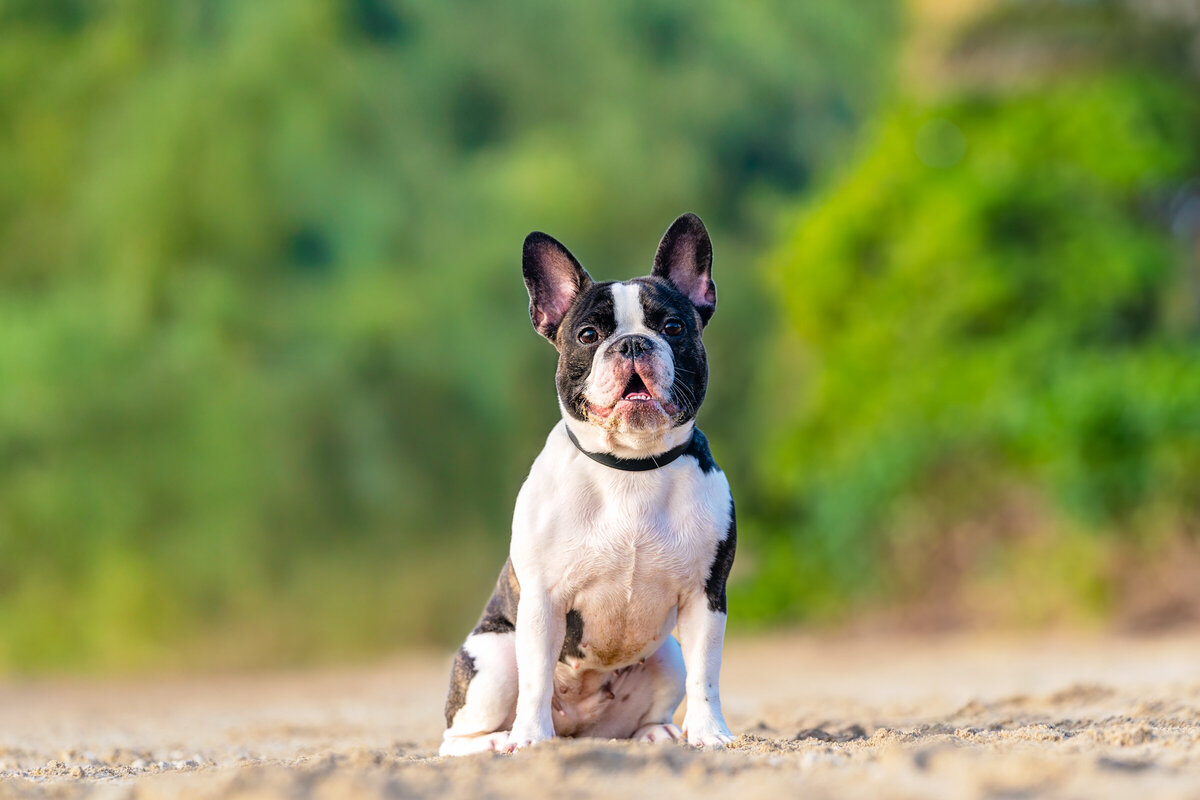 Hawaii Senior Dog Photography-28