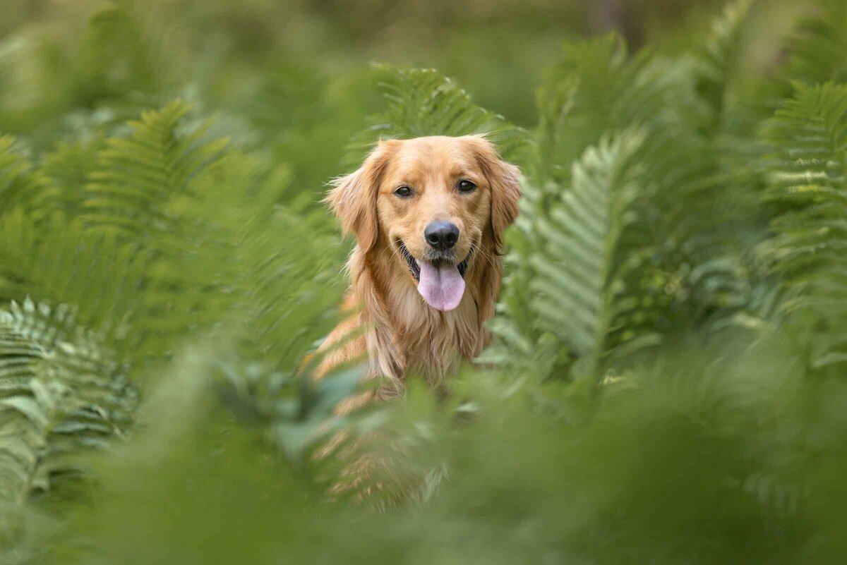FernPatch