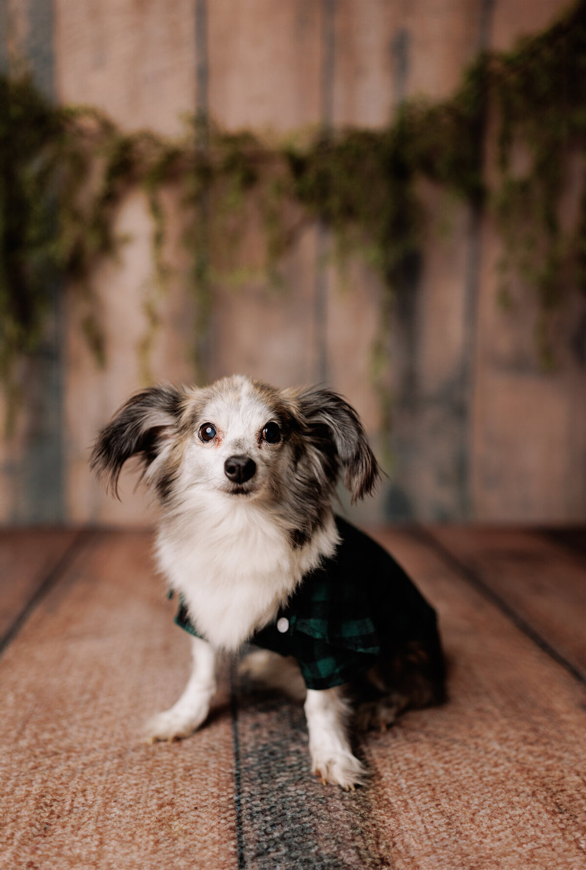 NW Arkansas pet photographer, dog photography NW Arkansas, pet photography near me