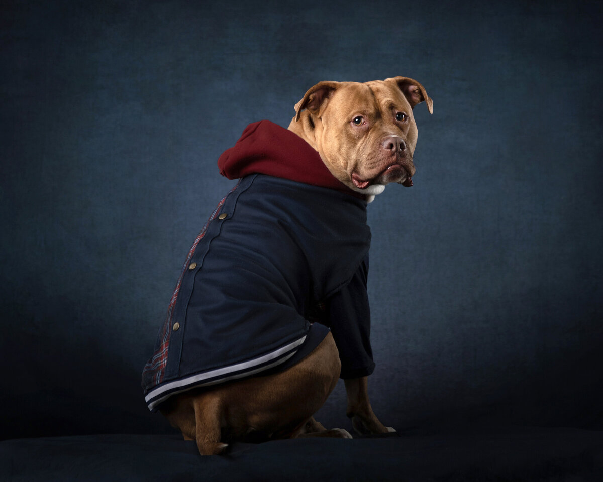 Dogs.Tyson-7rtccomp4