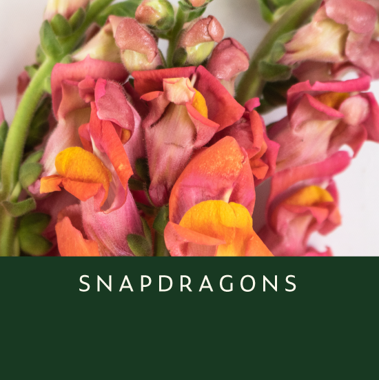 Snapdragons