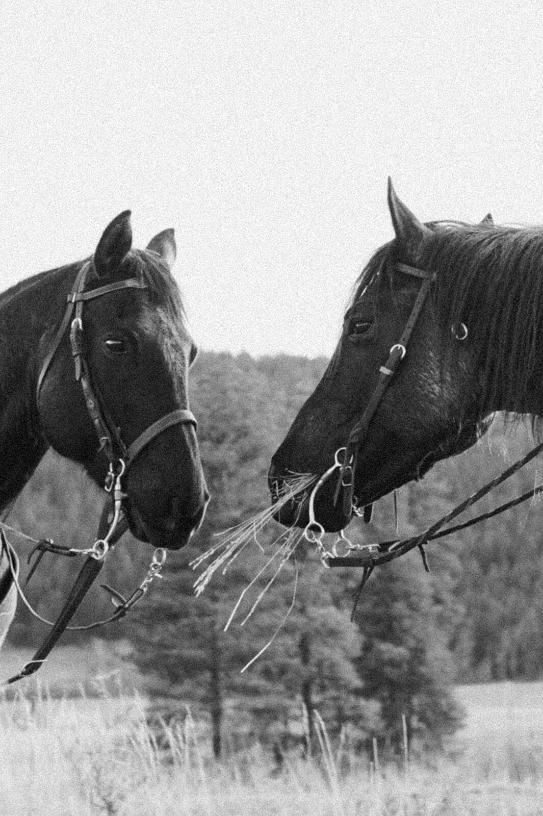 presley-gray-photo-montana-western-ranch-couples-photoshoot-2076-2