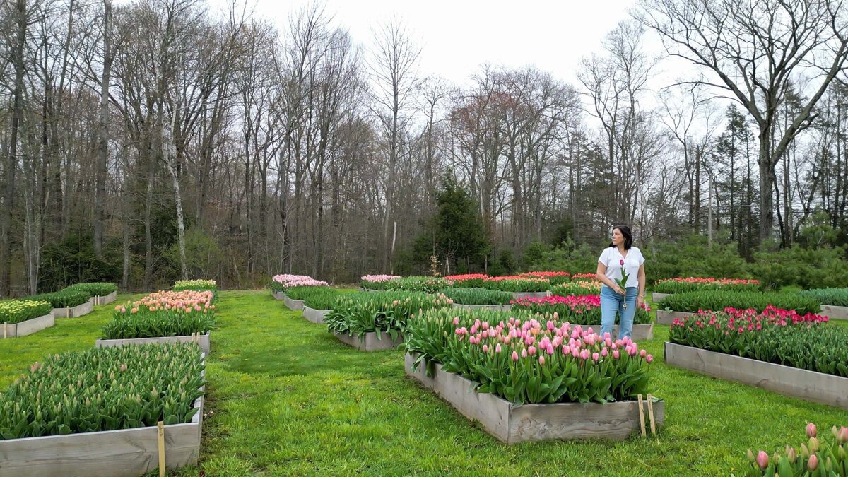 Blooms of lost acres_tulip farm_nicole bedard photo video-11