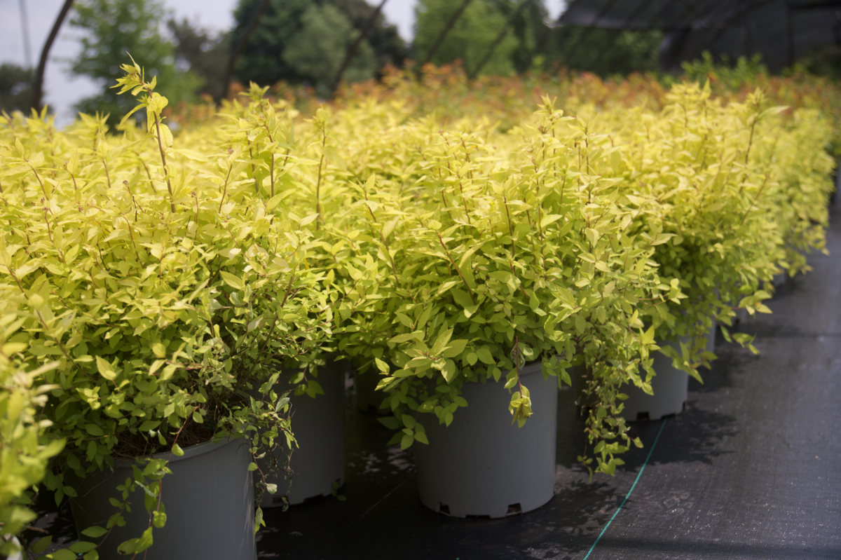 Screenshot 2025-07-21 at 10.53.15 AM