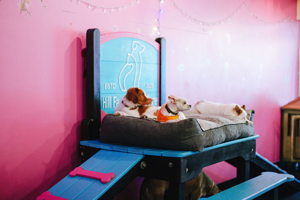 05.14hillfamilypetcare-254