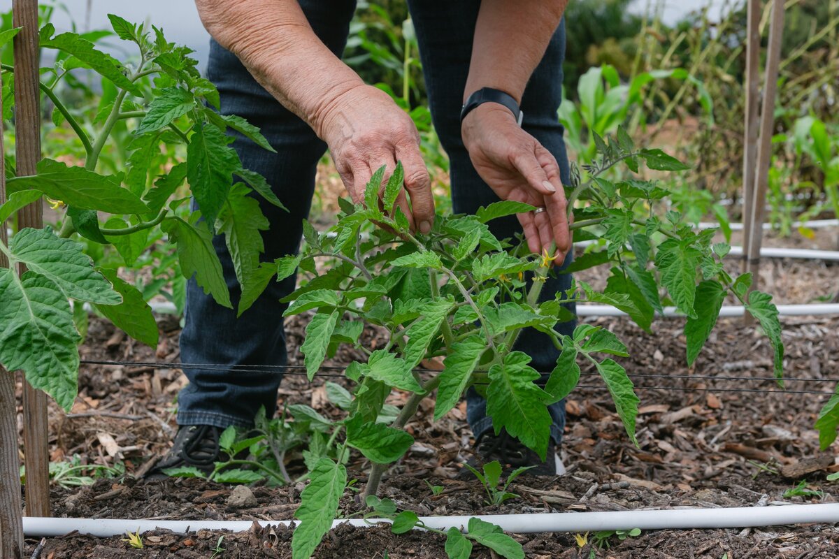 The-Ripe-Org-Farm-Ventura-California-Santa-Paula-Non-Profit-0004