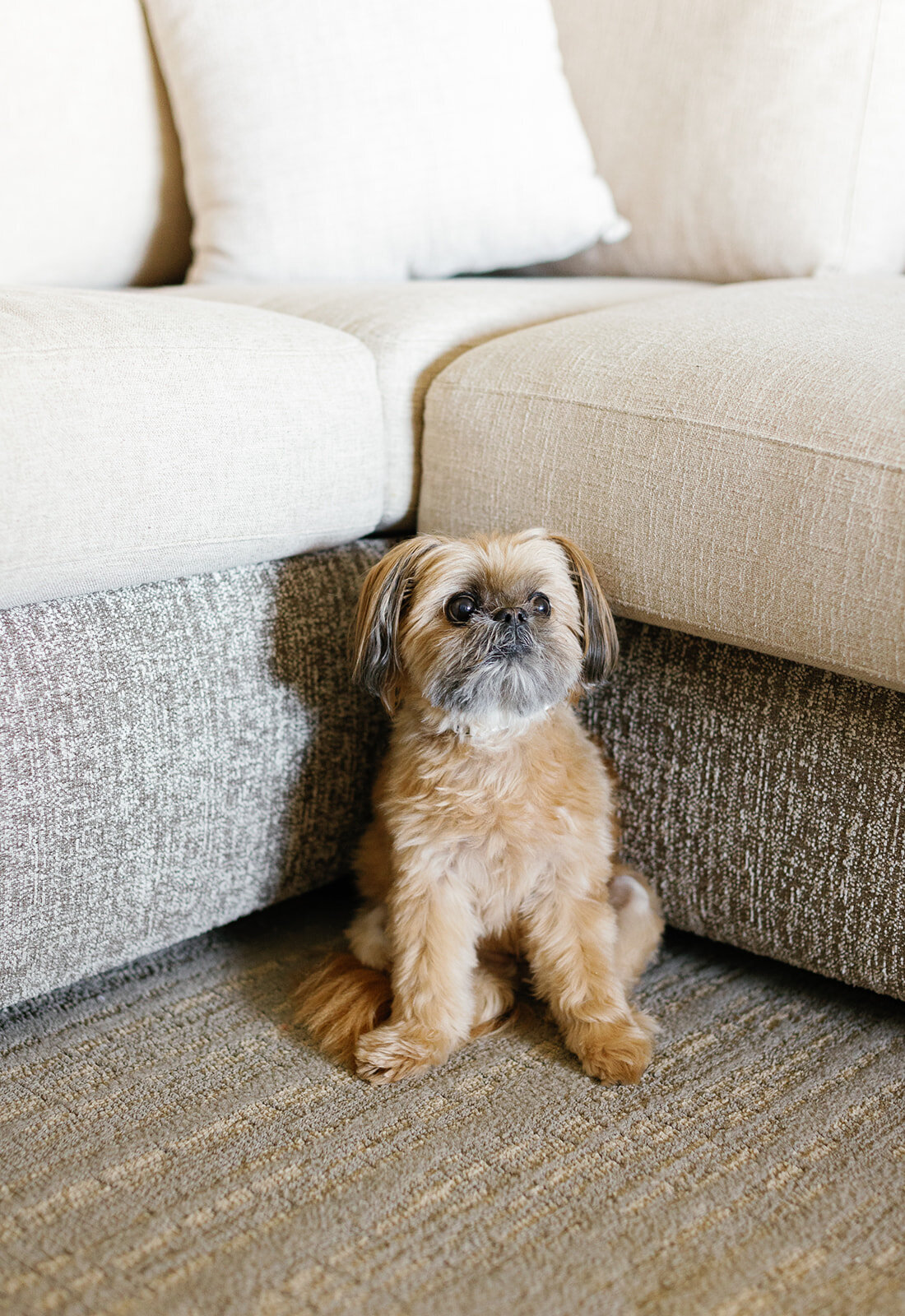 A small dog sits beside a couch, adding a cozy touch to Monica and Austyn’s Florida Keys wedding morning. Captured by Claudia Amalia Wedding Photography.
