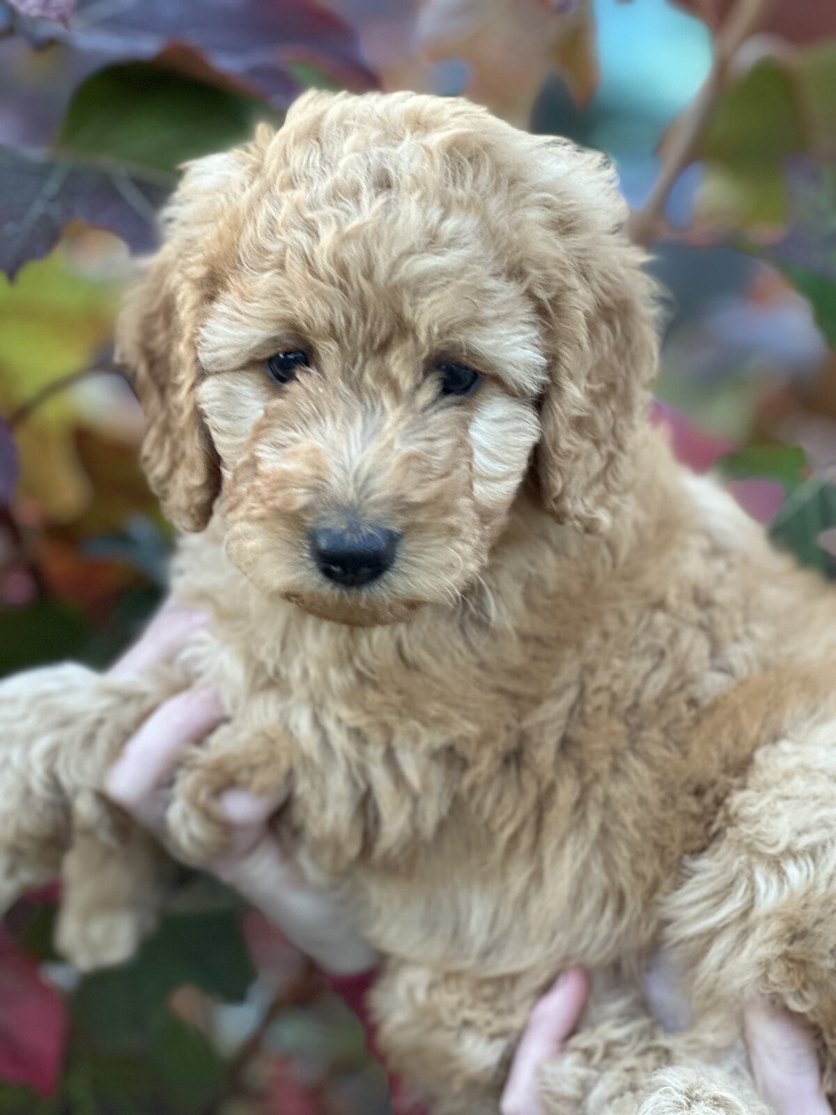 pumpkin litter pic 16