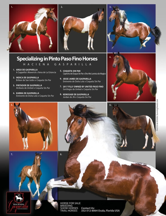 pinto horse breeder ad advertisement