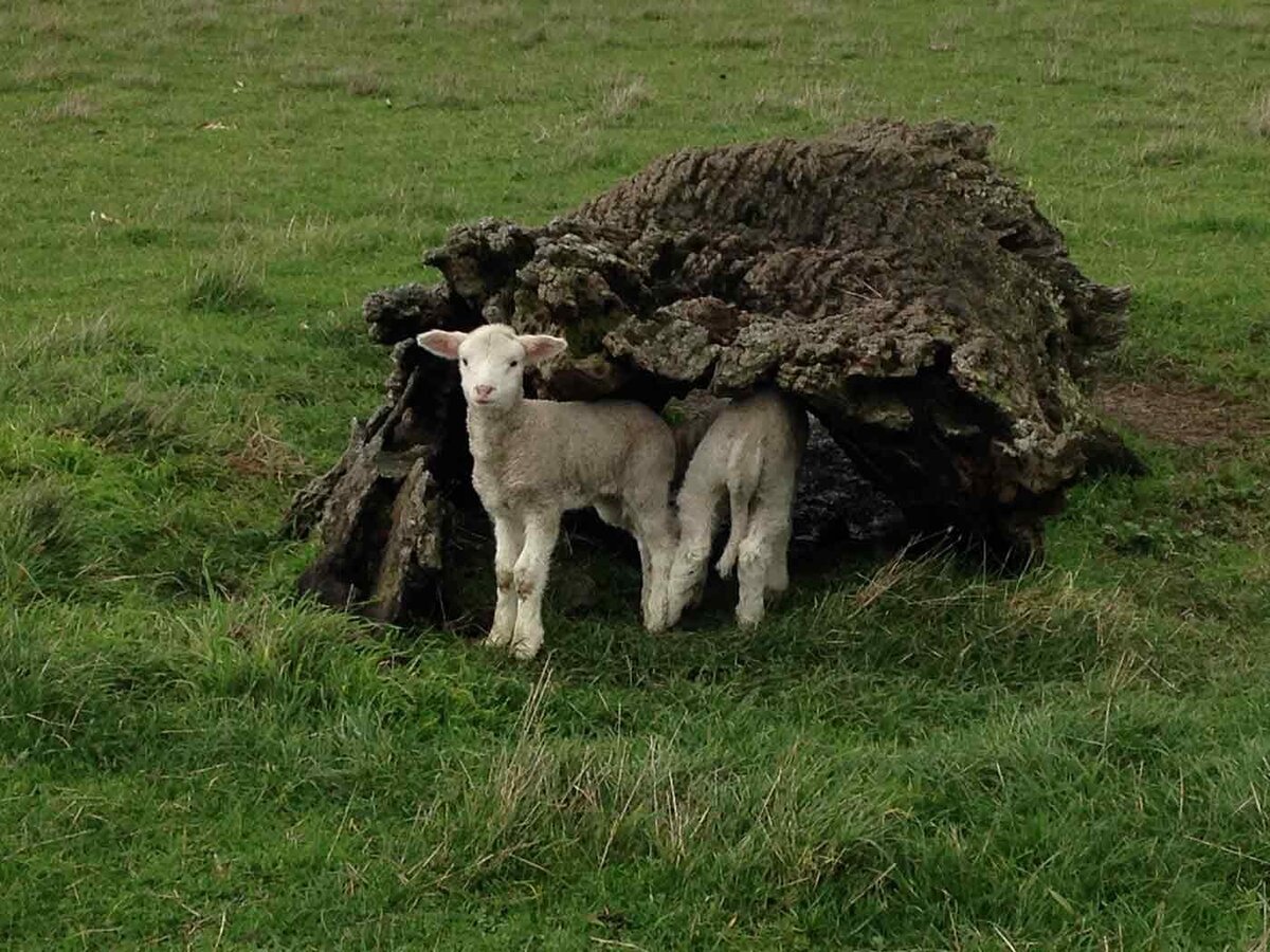 lambing