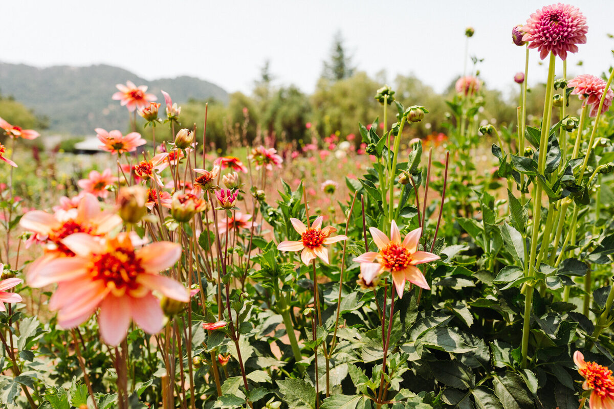 santa-barbara-company-danielle-motif-photography-july-2021-starter-farm-web-size-12