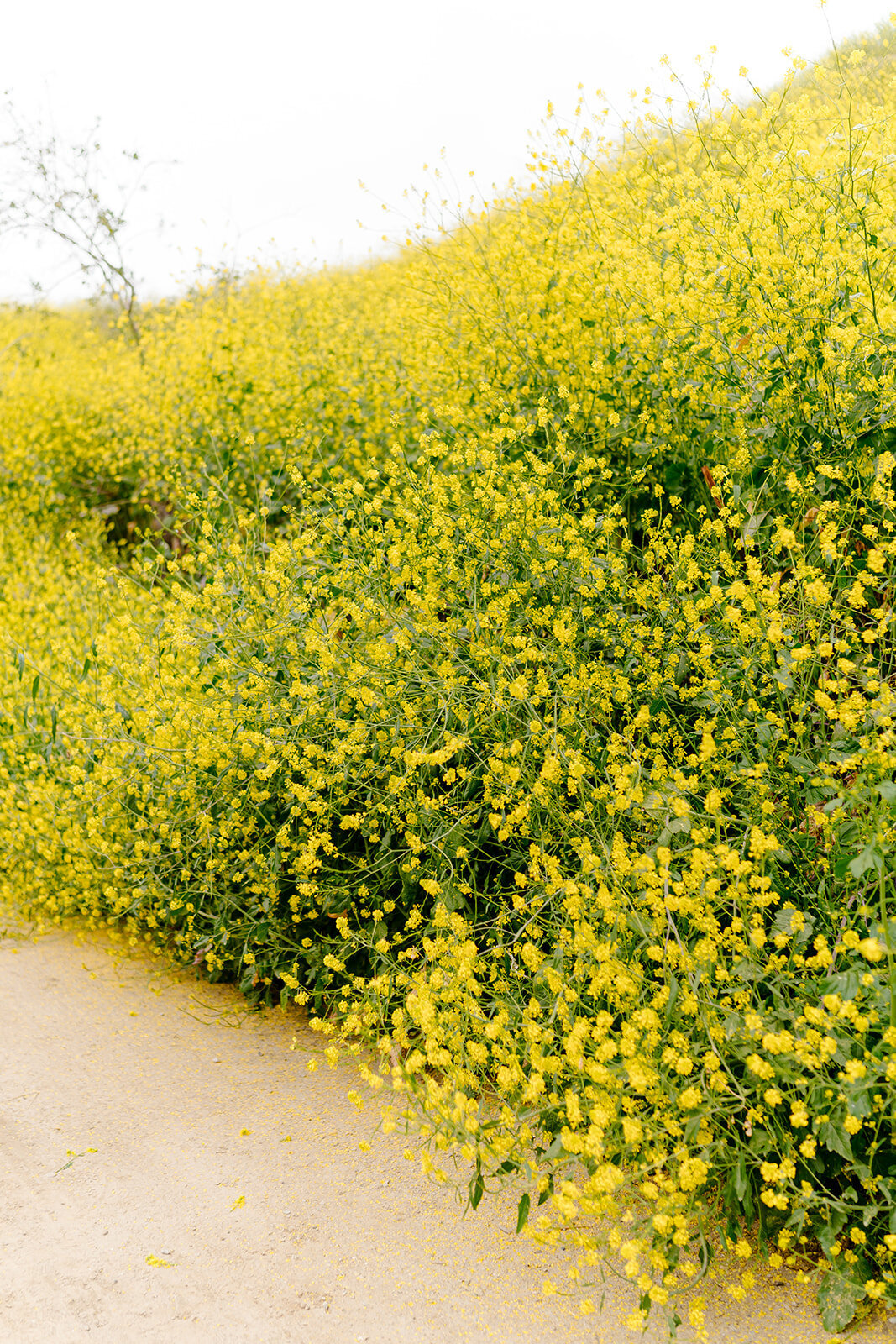 Carbon Canyon Regional Park19