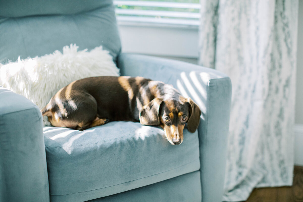 winston-salem-newborn-photographer4