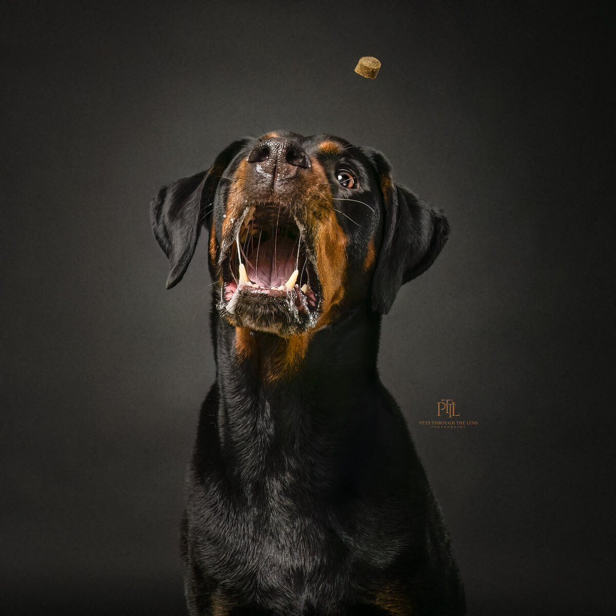 Our professional pet photography studio specializes in creating high-quality and memorable portraits that showcase the unique personalities of your pets. Trust Pets through the Lens Photography for hilarious and unforgettable pet photography experience in Vancouver.