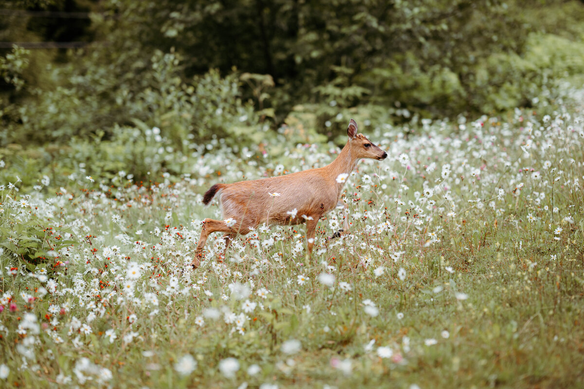 deer-in-flowers-3