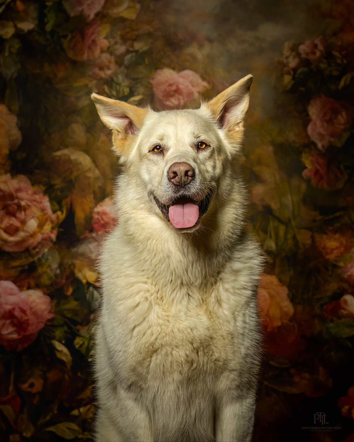 Pets-through-the-Lens-Photography-Vancouver—Fine-Art-Studio-Dog-Portrait