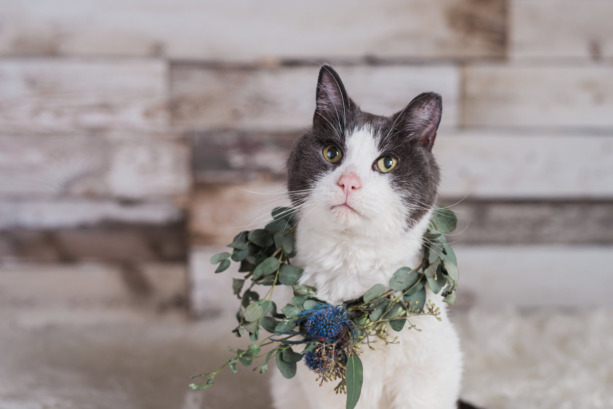 photo of pretty cat in studio