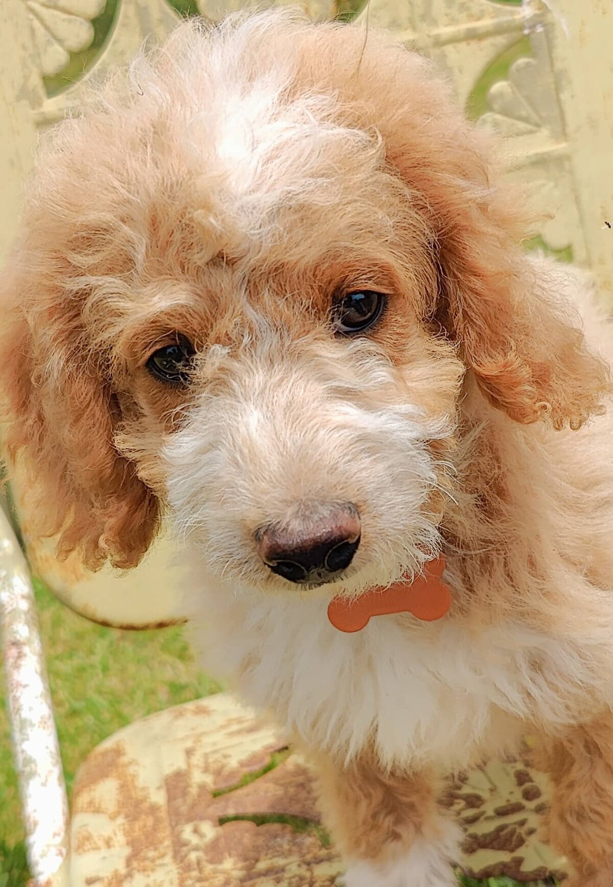 Small Country Mini Doodles Kansas City Cavapoos448456349_1590312251528138_2476659011599557691_n