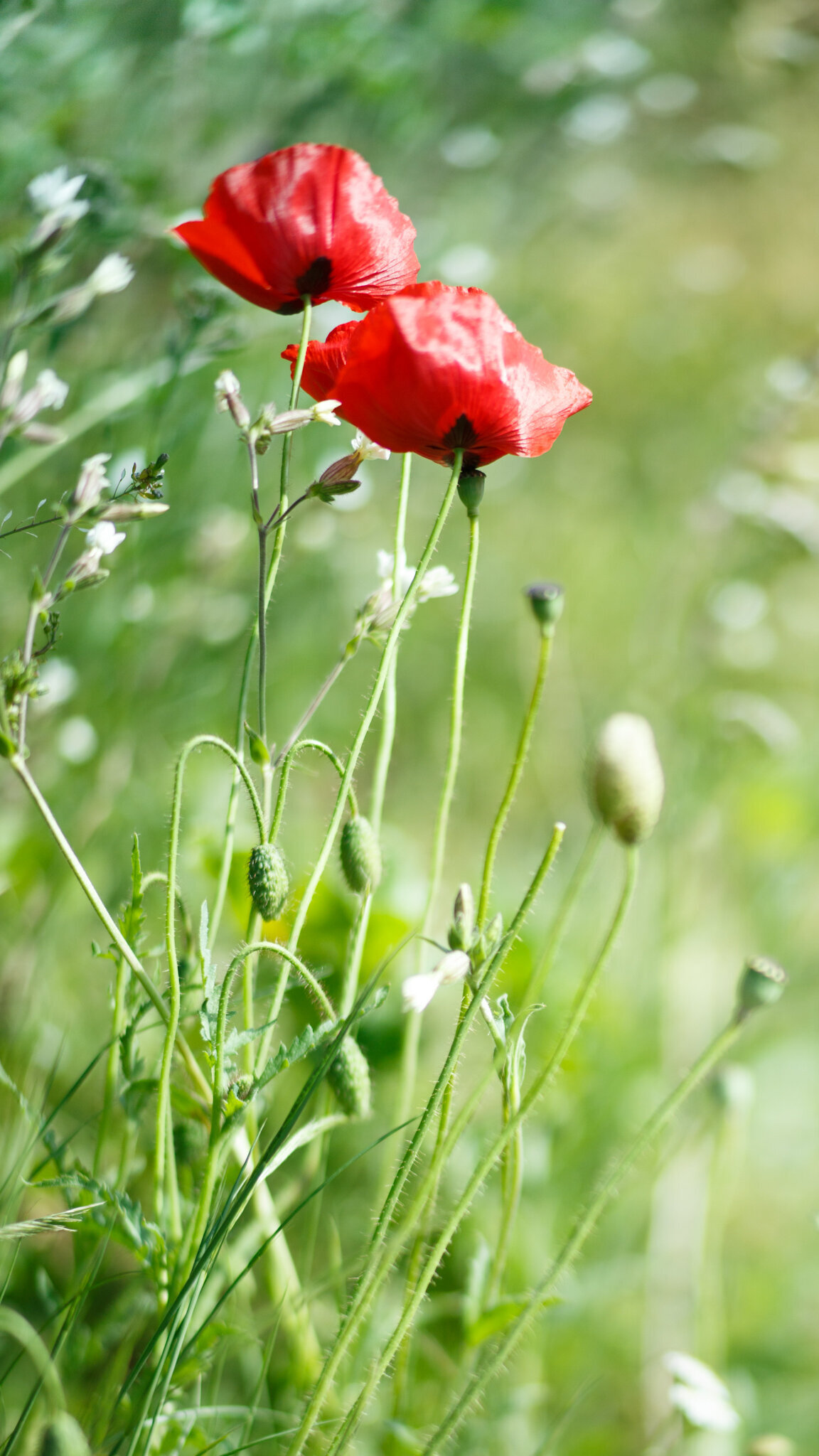 fine_art_photographer _074