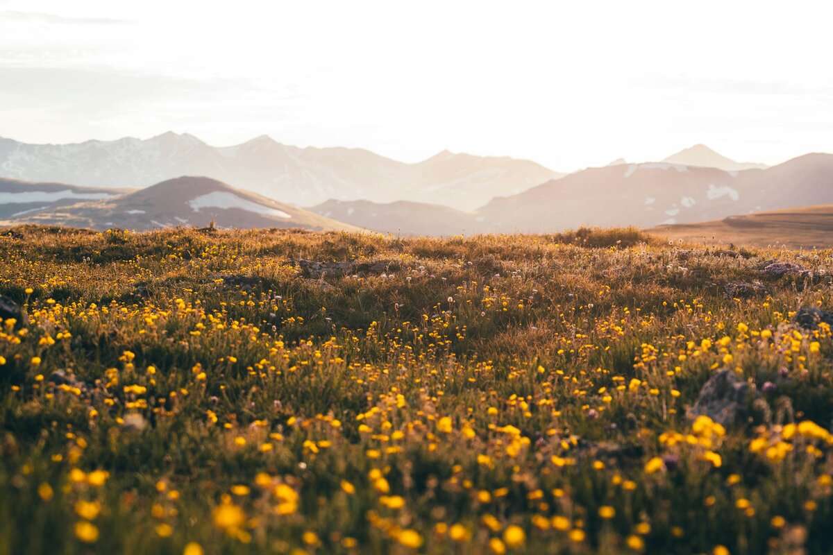 colorado mountains with yellow wild flowers