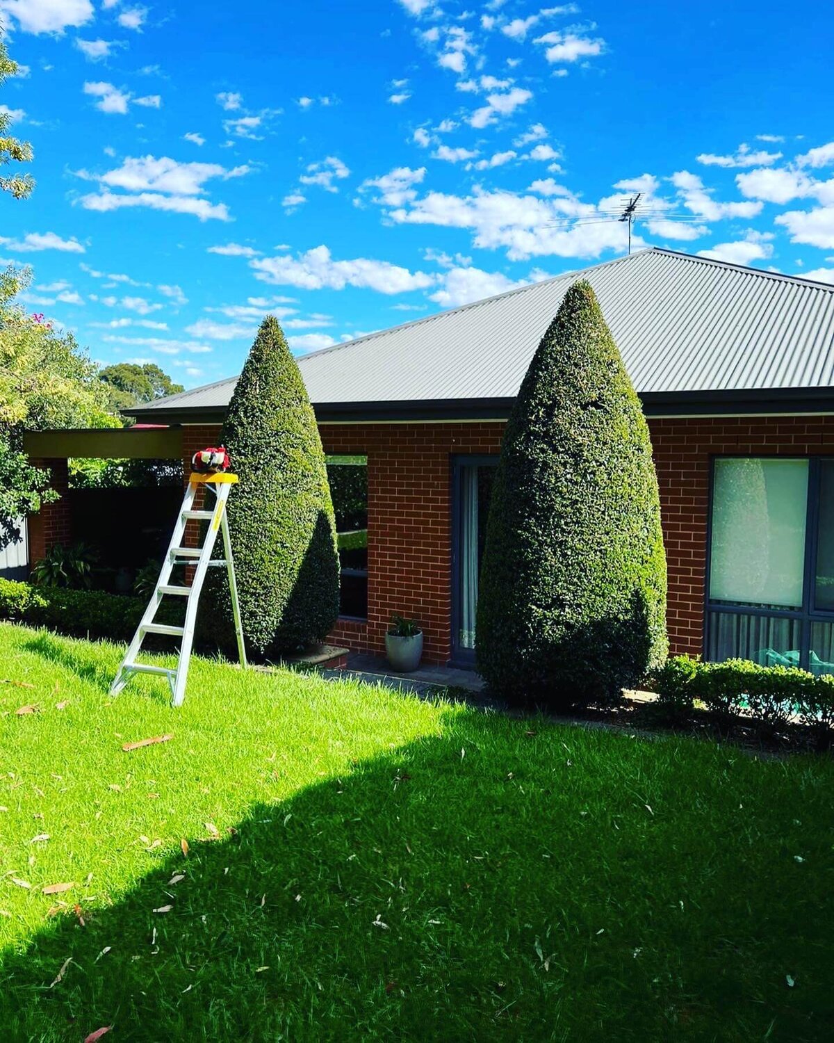 Tree Thinning & Reductions-Evergreen Tree Services SA