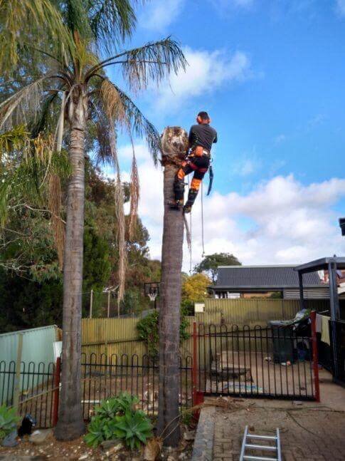 Evergreen Tree Services SA-Palm Trimming 004