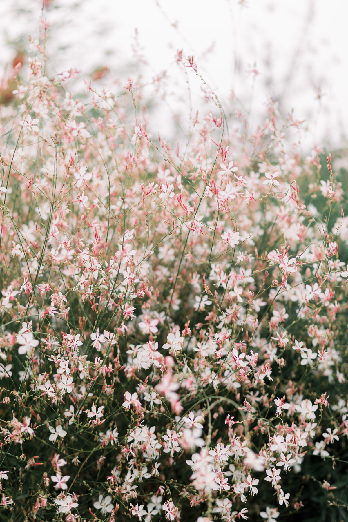 GoldammerWedding-117