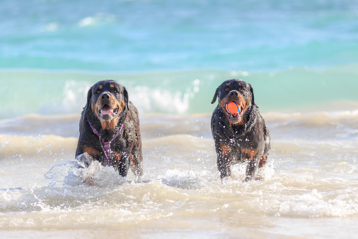Hawaii Senior Dog Photography-23