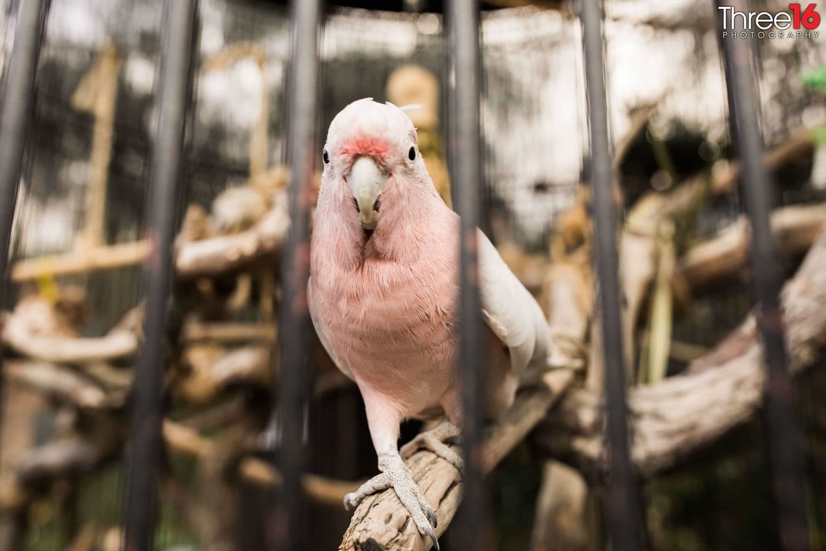 Pink colored bird is part of the Rancho Las Lomas Zoo area