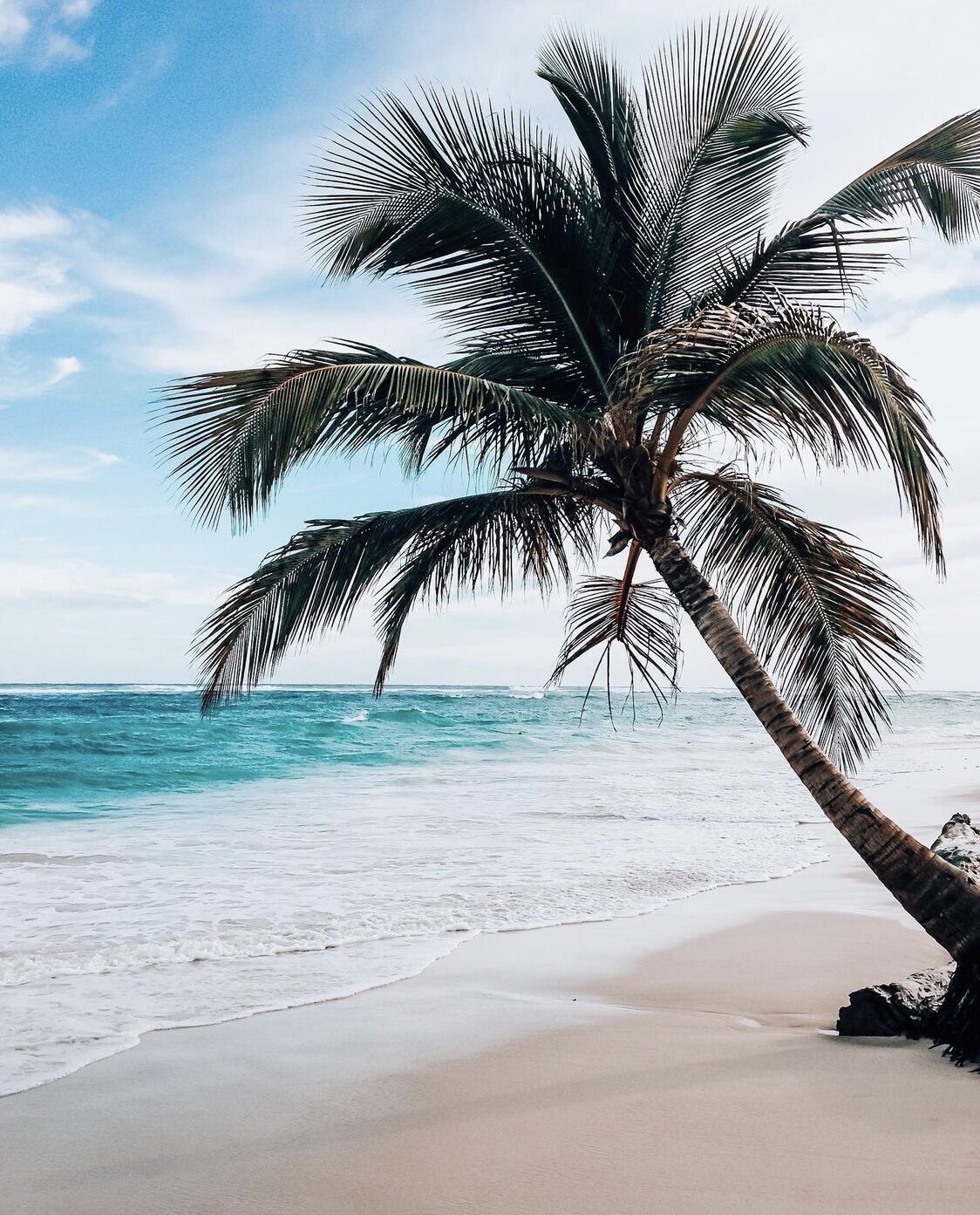 Palm Tree on the Beach in Dominican Republic by AMALYN. @amalynstudio and @amalynsocial 