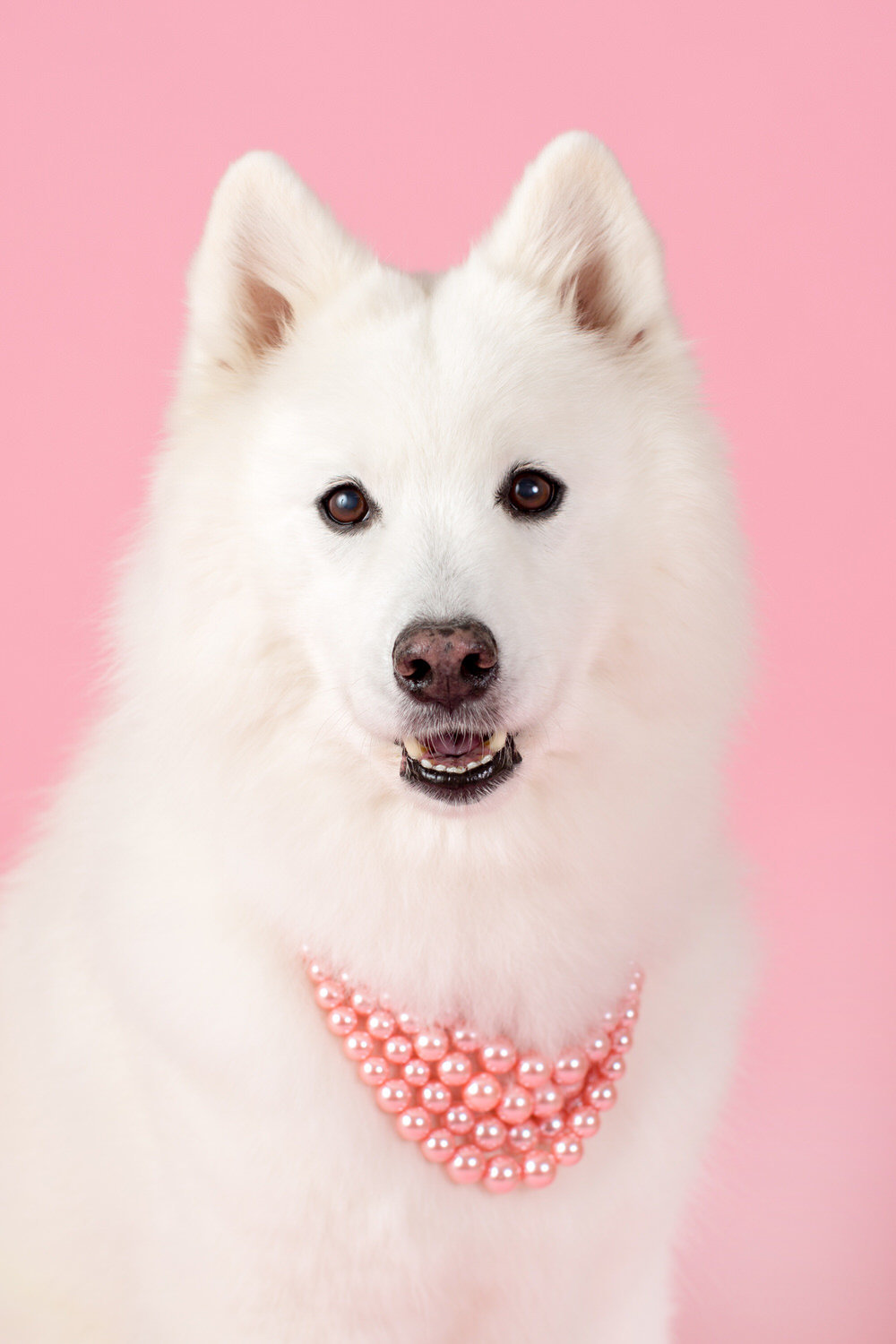 samoyed in pink pearls on a light pink background