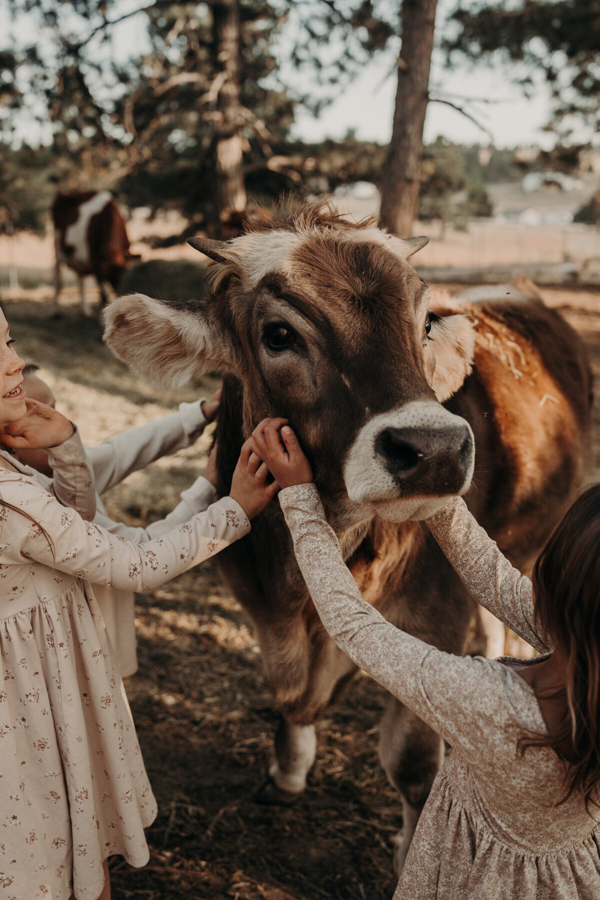 Two sisters pet their dairy cow during a golden hour photography session.