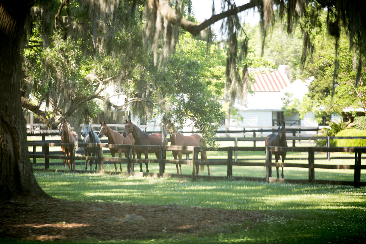 0227-Boone-Hall-LEO-Carmen-Ash