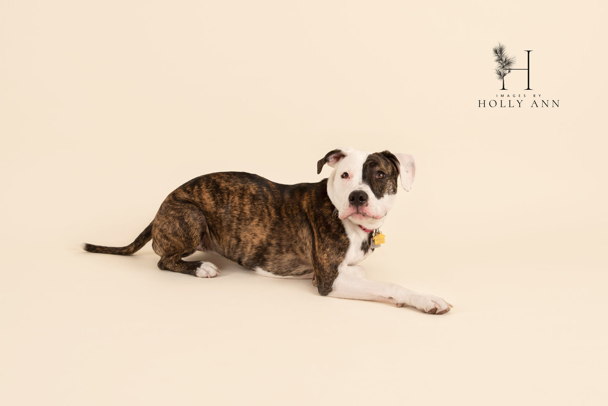 pet studio portrait session glens falls ny